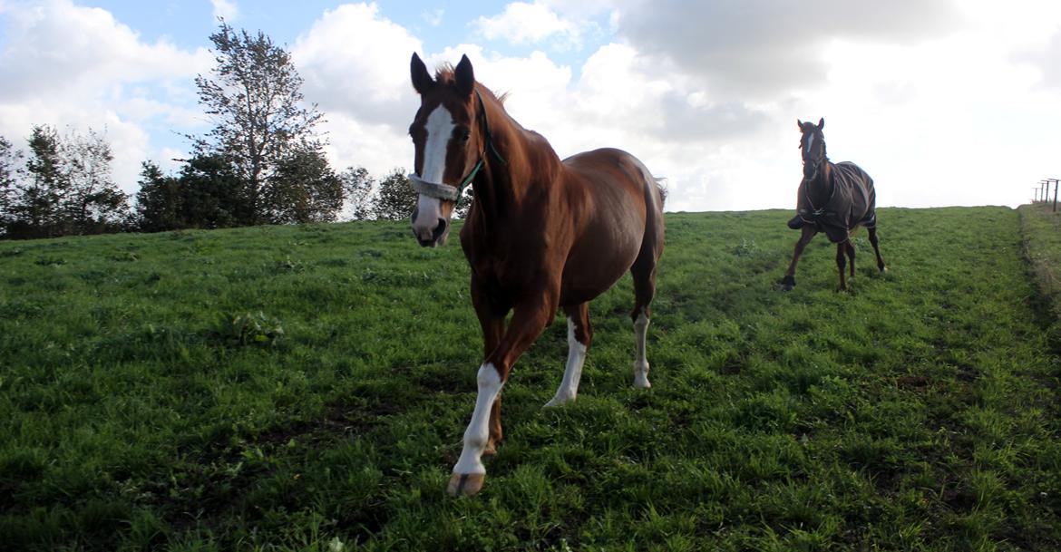 Dansk Varmblod Faberge billede 15