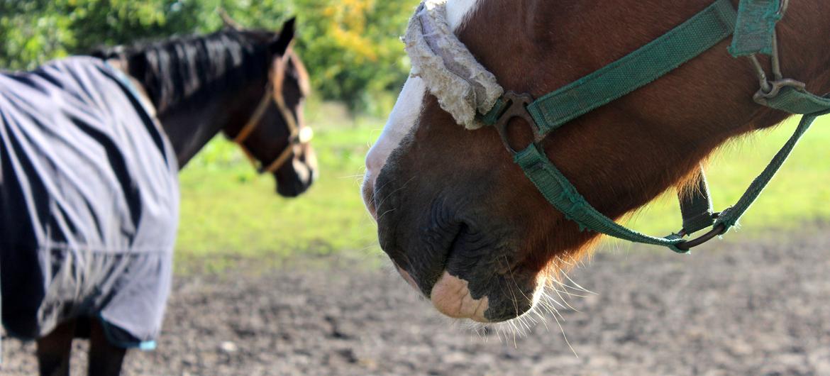 Dansk Varmblod Faberge billede 11