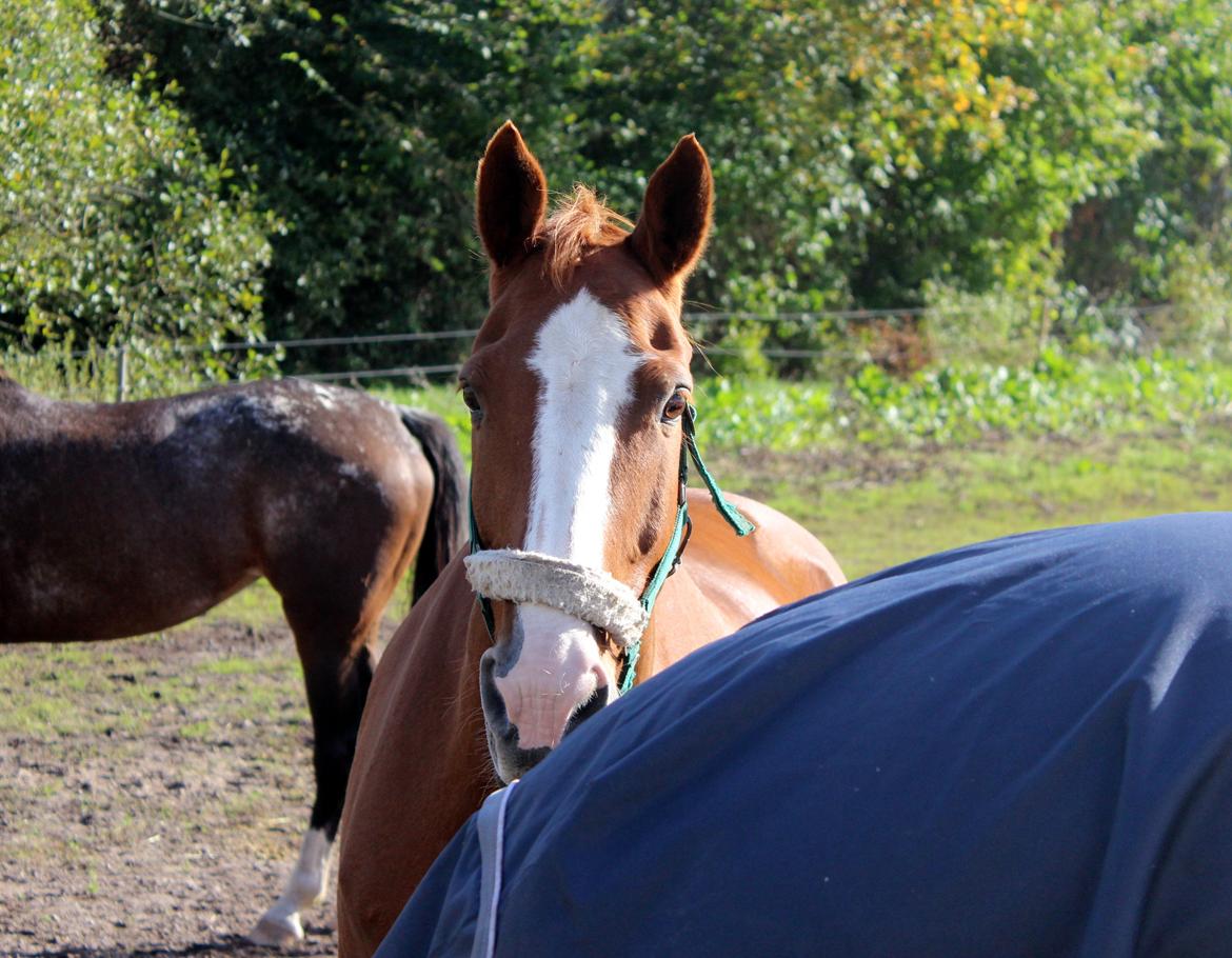 Dansk Varmblod Faberge billede 18