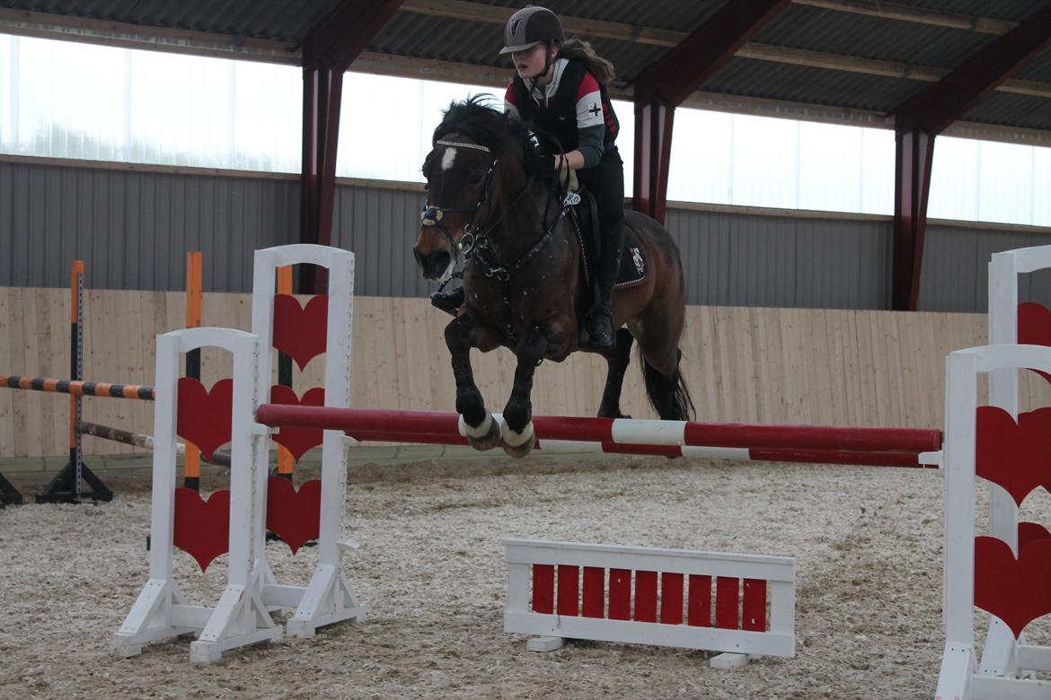 Irsk Sportspony Bessbrook Clover *A-pony* billede 13