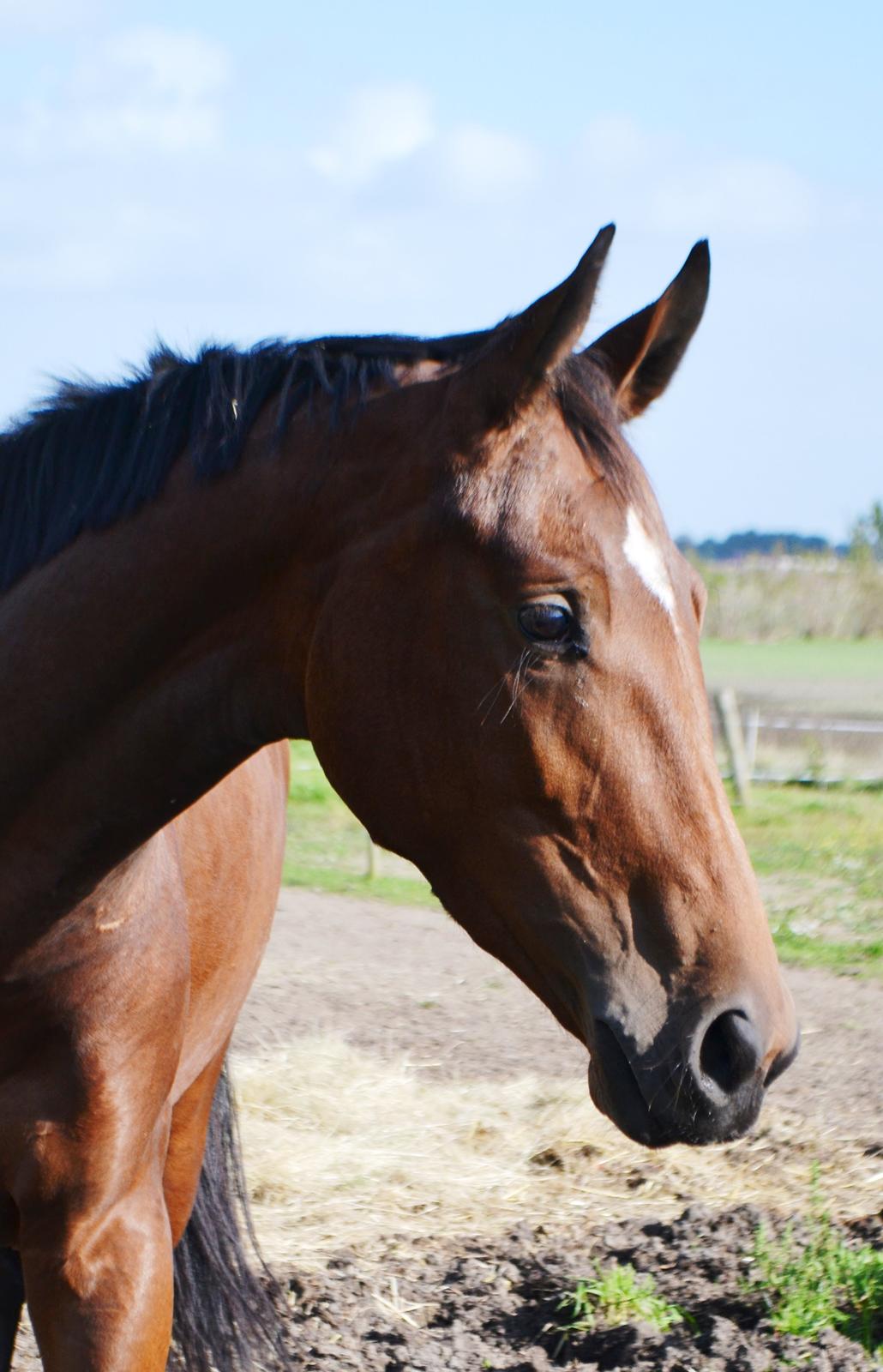 Anden særlig race Lippaschu billede 6