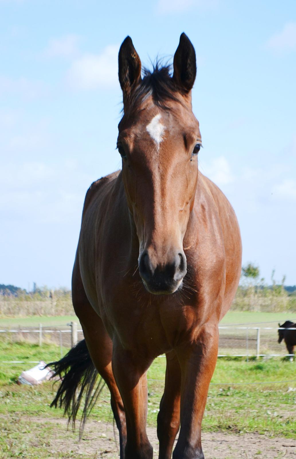Anden særlig race Lippaschu billede 7