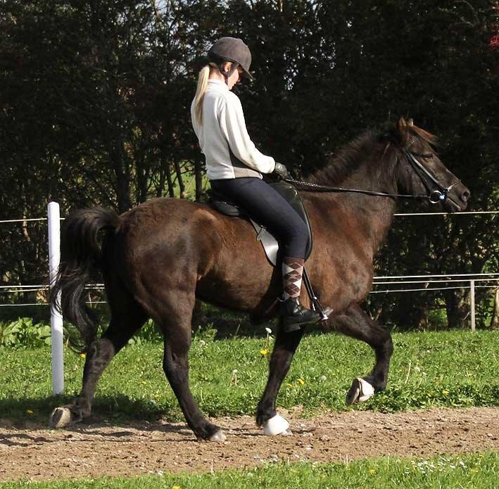Islænder Bokki fra Hjulgården - Der skal arbejdes med hovedet billede 19