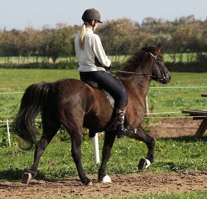 Islænder Bokki fra Hjulgården - Der skal arbejdes med tølten. billede 12