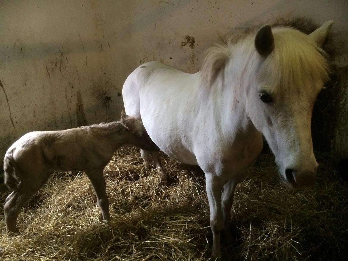 Welsh Mountain (sec A) stald halds Pippi <3<3<3 - pips er stolt af sit føl billede 10