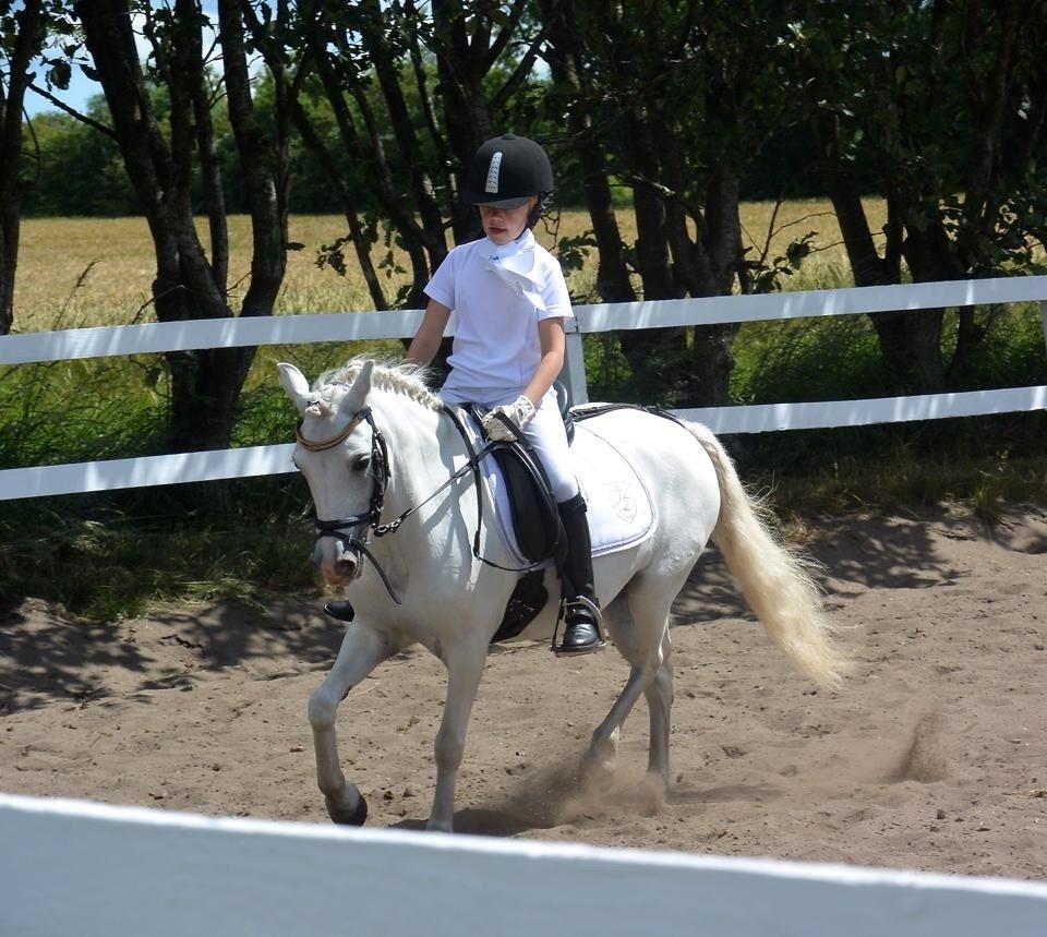 Welsh Mountain (sec A) stald halds Pippi <3<3<3 - opvarmnig  billede 5