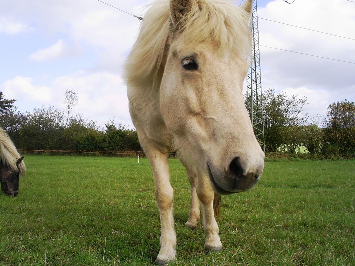 Islænder Fenja lorentzminde - Hun er mit mule hoved. billede 13