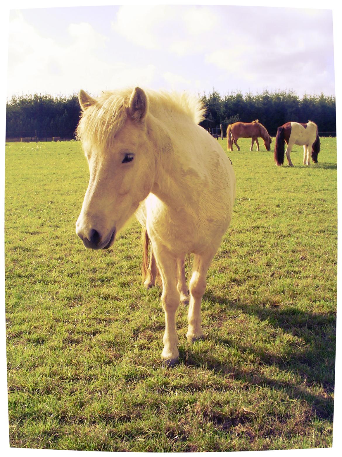 Islænder Fenja lorentzminde - Hun er bare så sød på billeder, min lille fotogene pony. billede 17