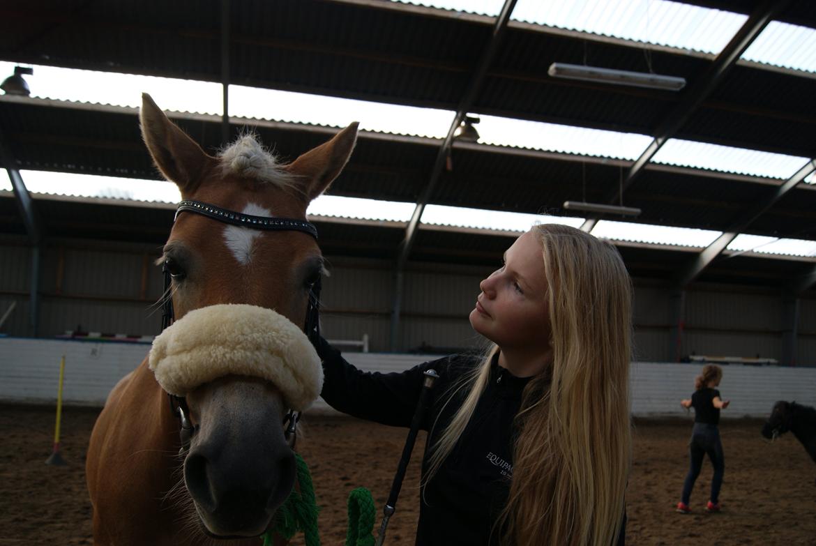 Haflinger Carola af lille Rosenlund billede 17