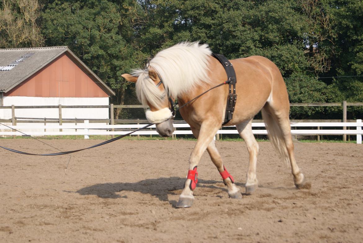 Haflinger Carola af lille Rosenlund billede 19