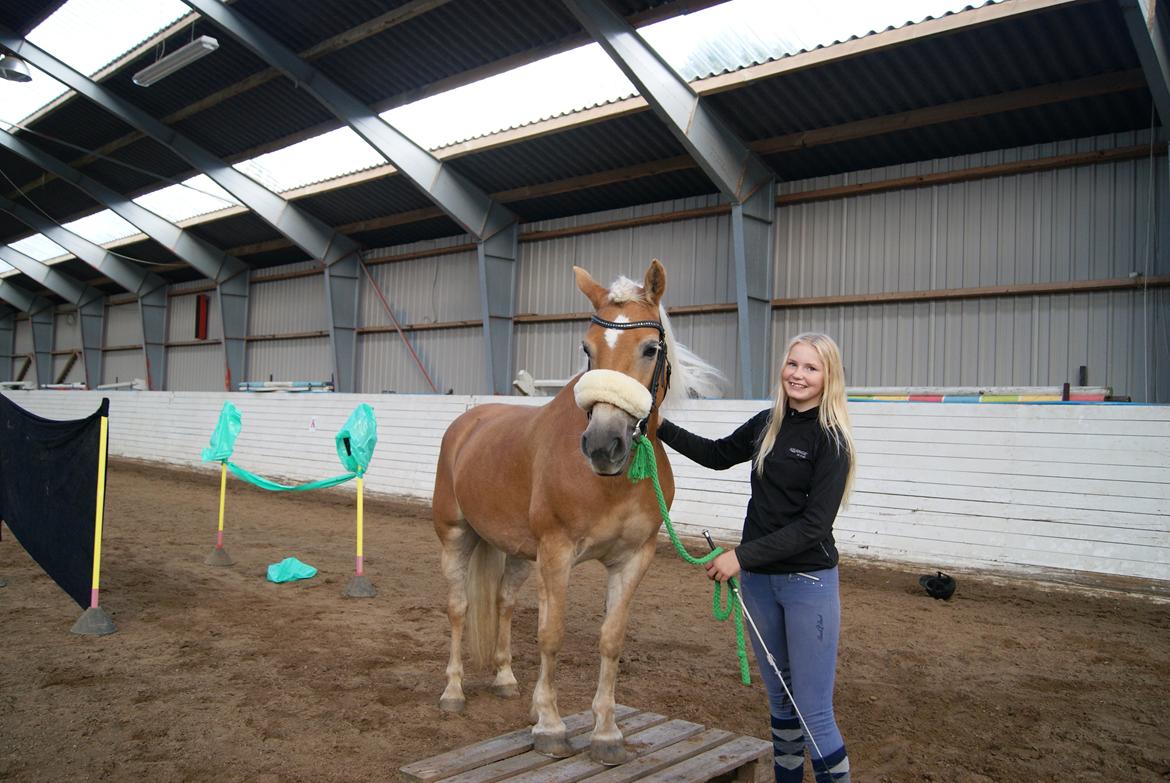 Haflinger Carola af lille Rosenlund billede 16