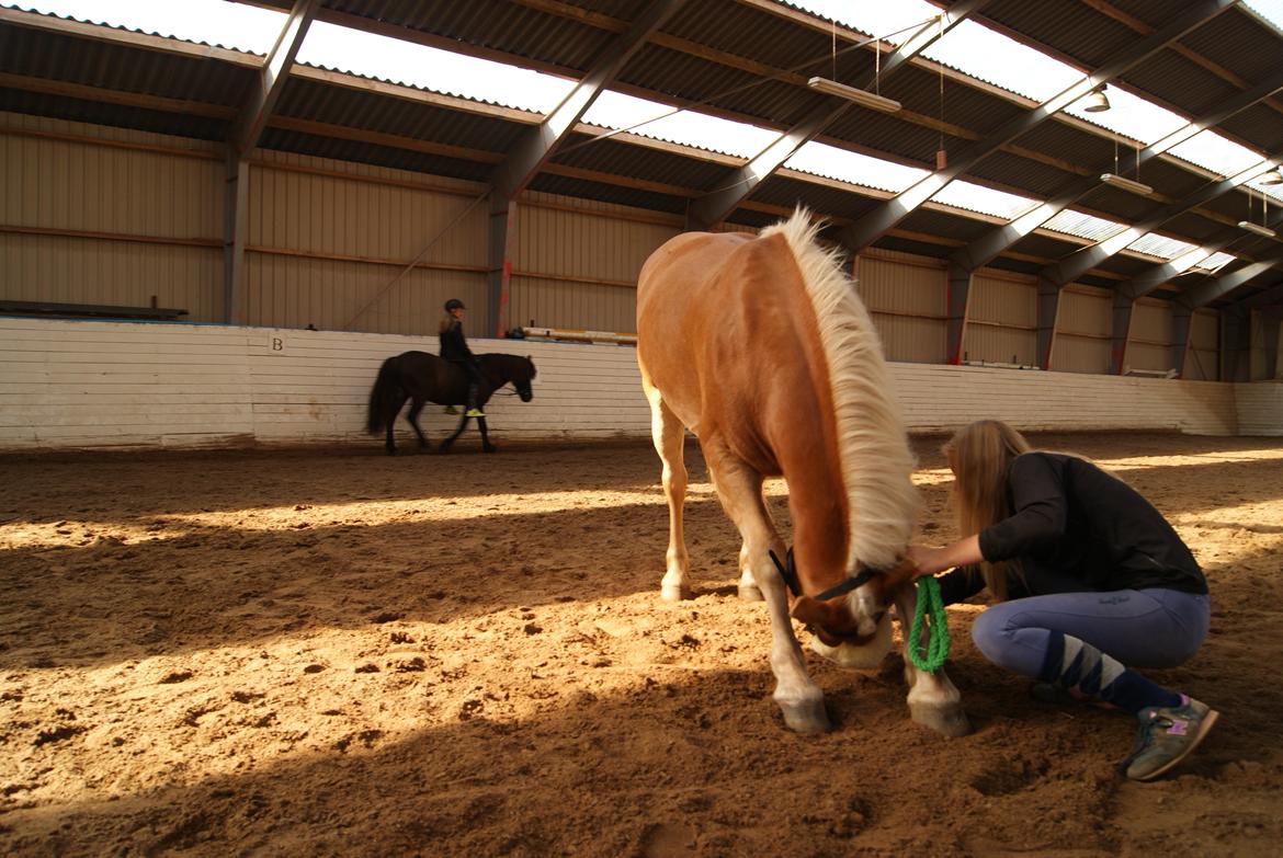 Haflinger Carola af lille Rosenlund billede 5