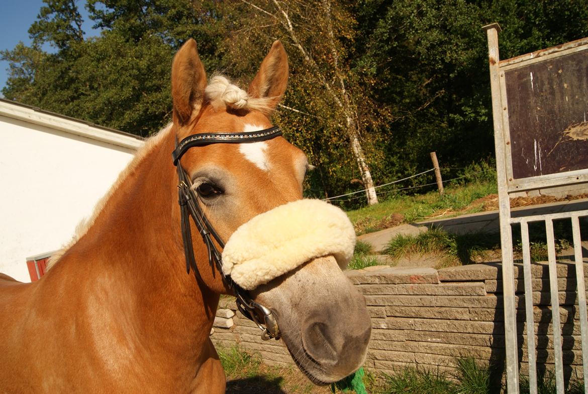 Haflinger Carola af lille Rosenlund billede 1