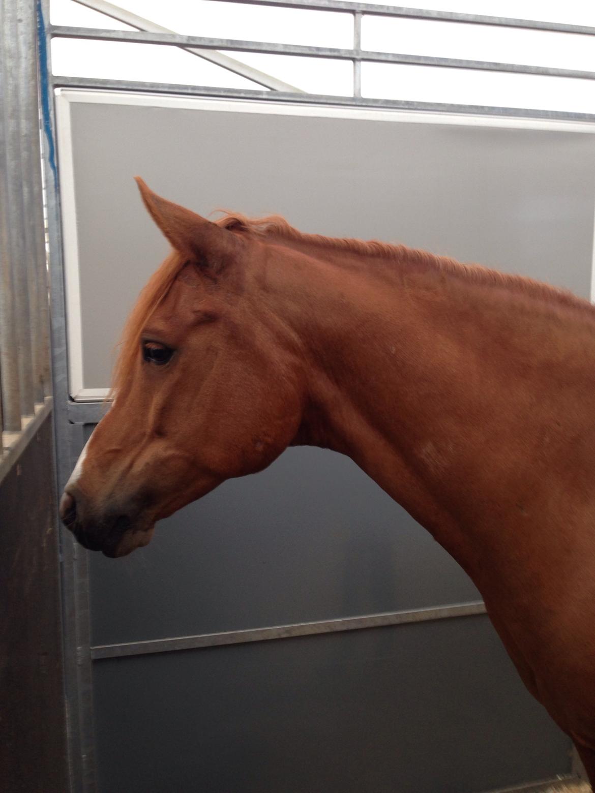 DSP Lejaro Rouge billede 20