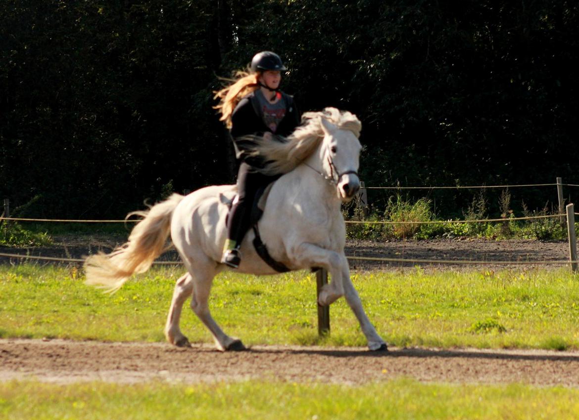 Islænder Blúnda fra Gl. Ladegaard - VILD GALOP billede 16