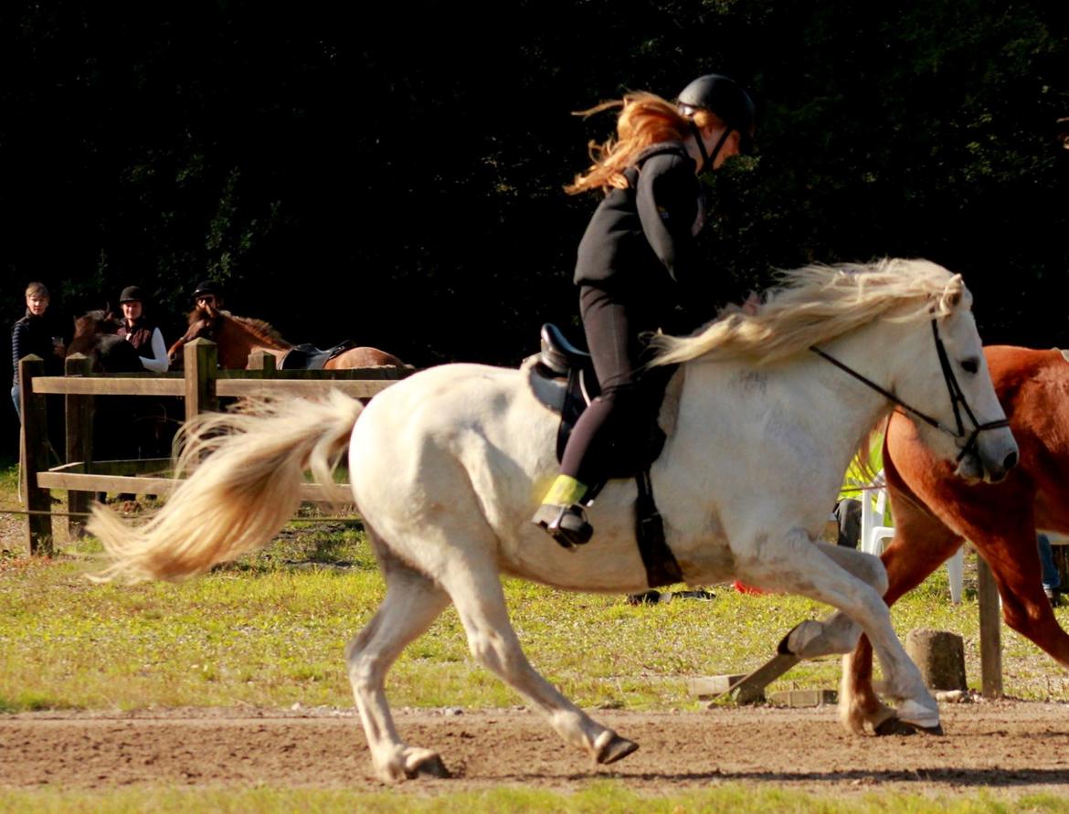 Islænder Blúnda fra Gl. Ladegaard - Gir den gas i krydsgalop billede 17