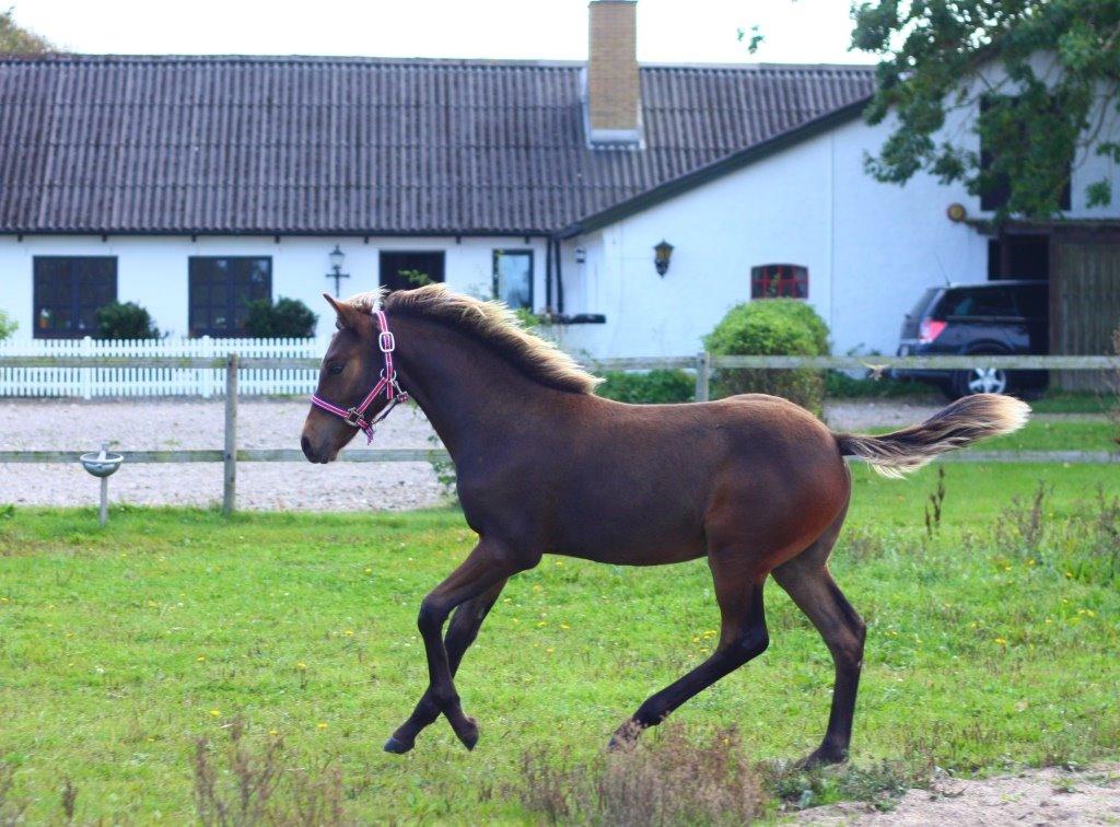 New Forest Calandias Avatar billede 24