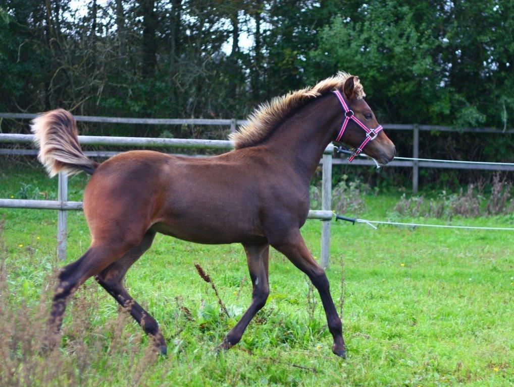 New Forest Calandias Avatar billede 1