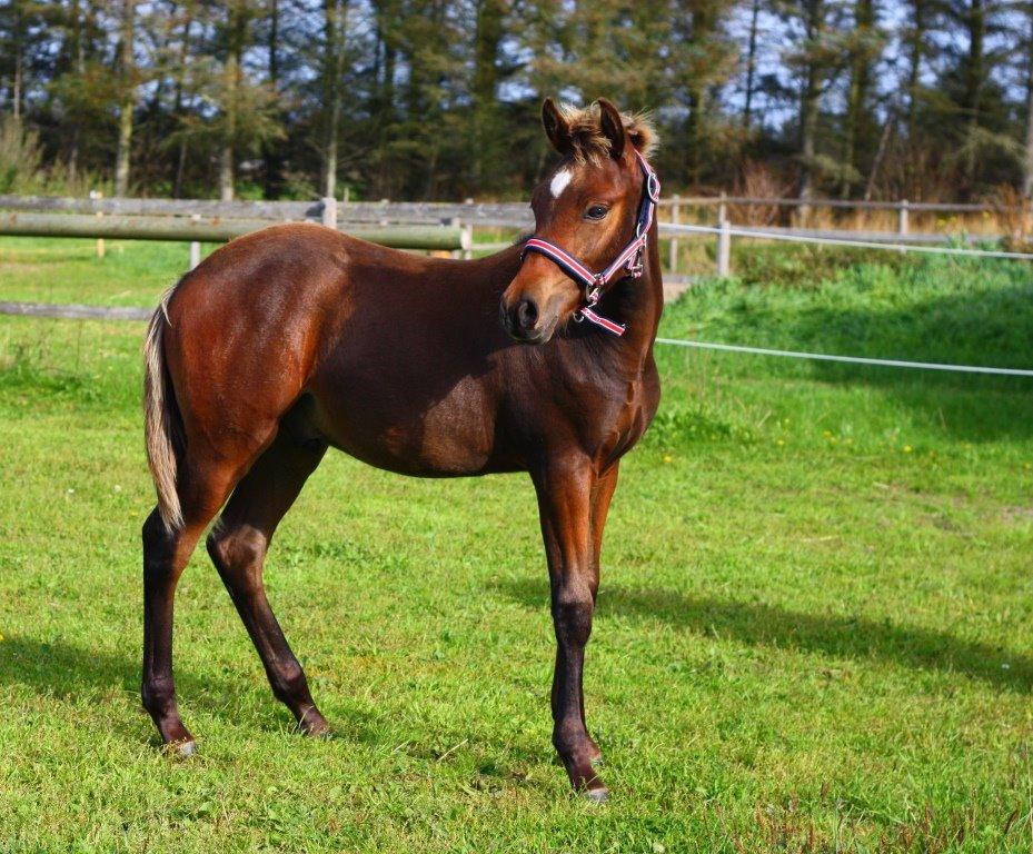 New Forest Calandias Avatar billede 26