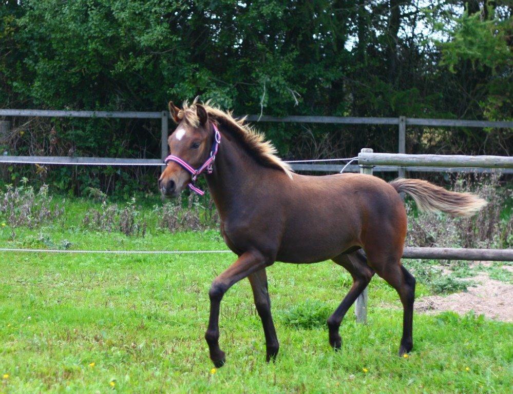 New Forest Calandias Avatar billede 3