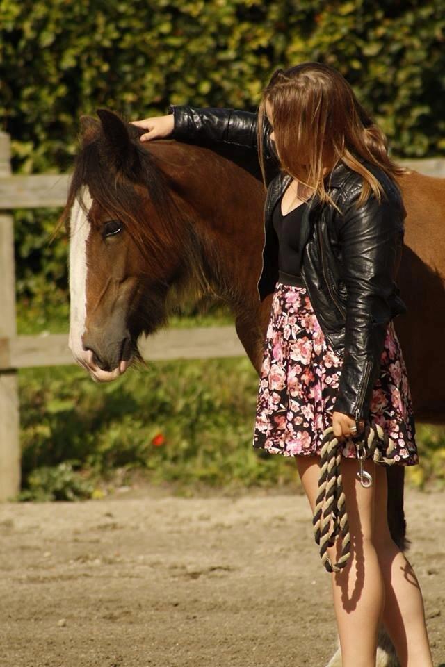 Irish Cob Zooey  billede 2