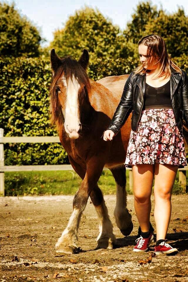 Irish Cob Zooey  billede 20