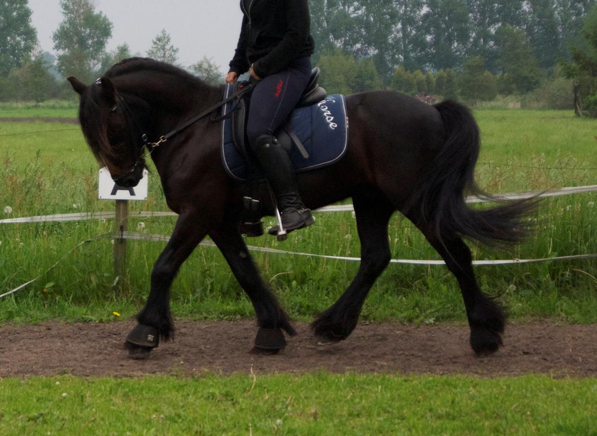 Fell pony Lars/Lasse billede 4