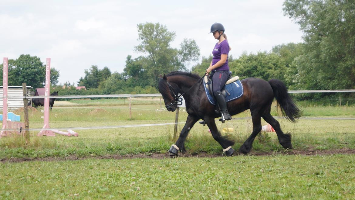 Fell pony Lars/Lasse billede 5