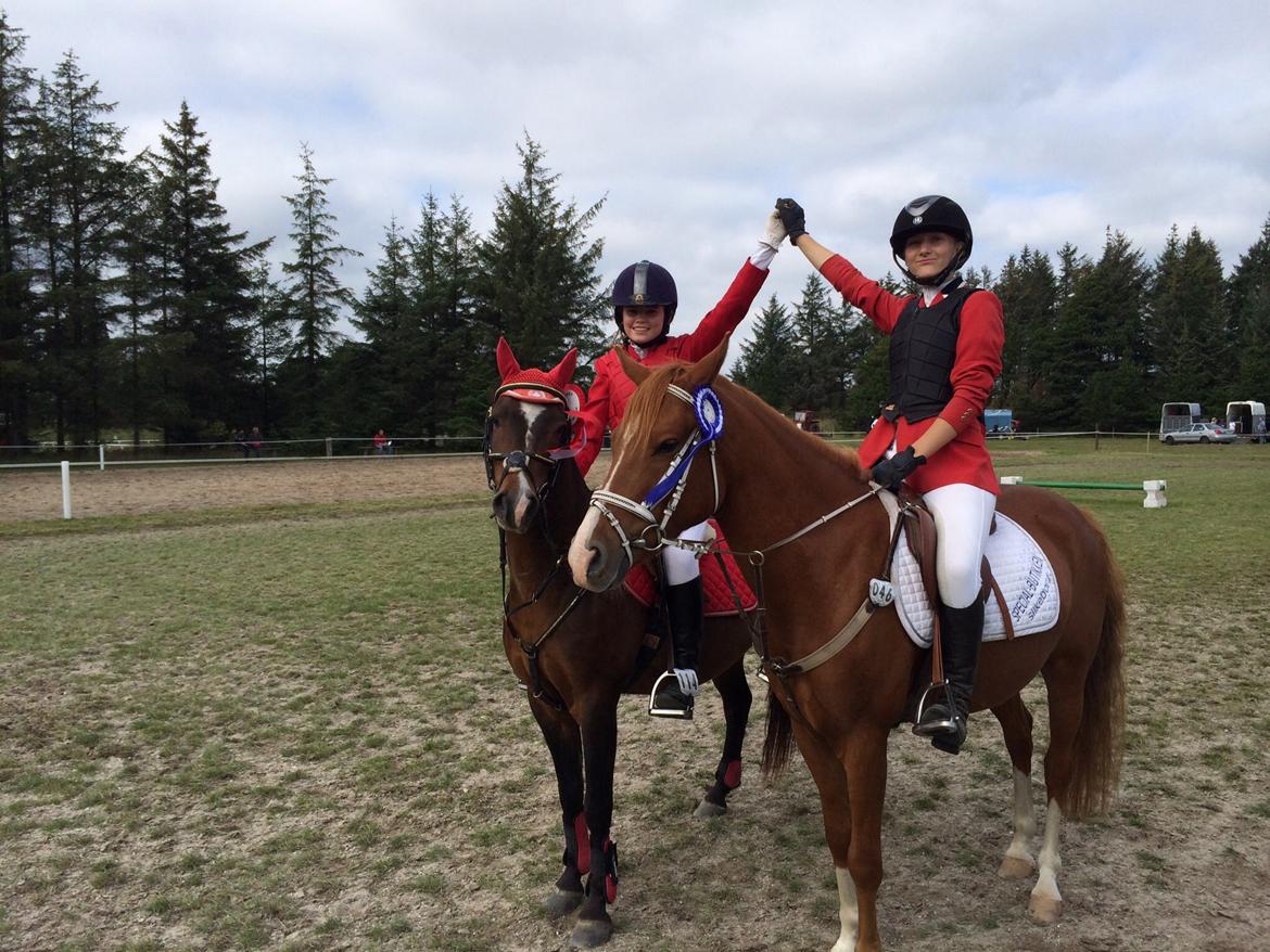 New Forest Milton billede 12