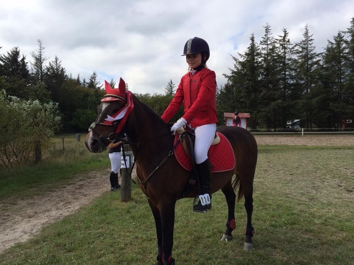 New Forest Milton billede 13