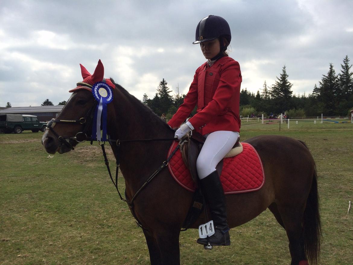 New Forest Milton billede 14