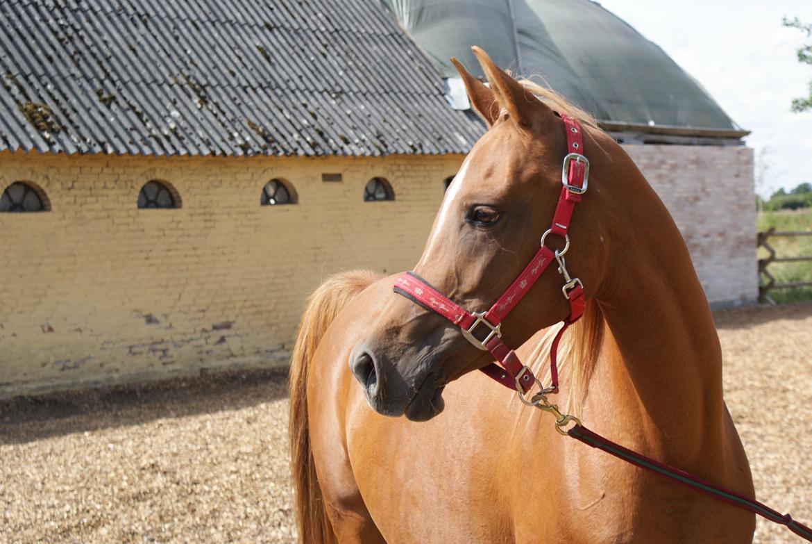 Arabisk fuldblod (OX) Mihrabs Beauty - Arabisk fuldblod (OX) Mihrabs Beauty - Velkommen til hendes profil! billede 1