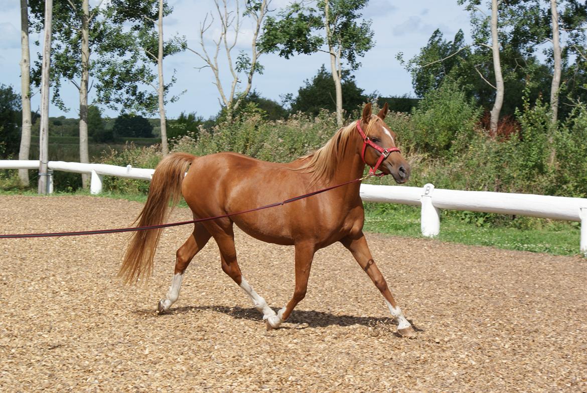 Arabisk fuldblod (OX) Mihrabs Beauty billede 3