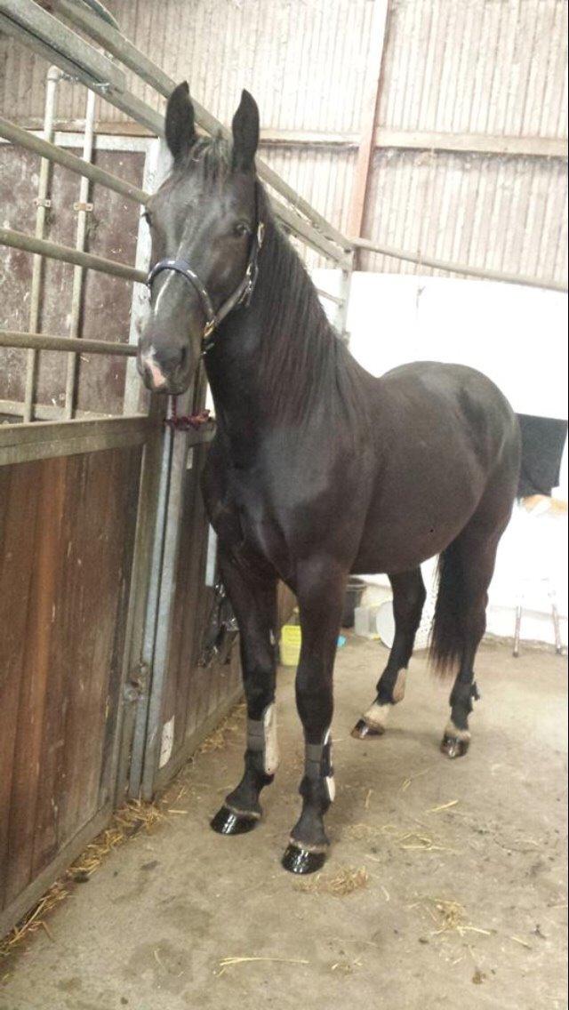 Oldenborg Hornbecks Crixus billede 8