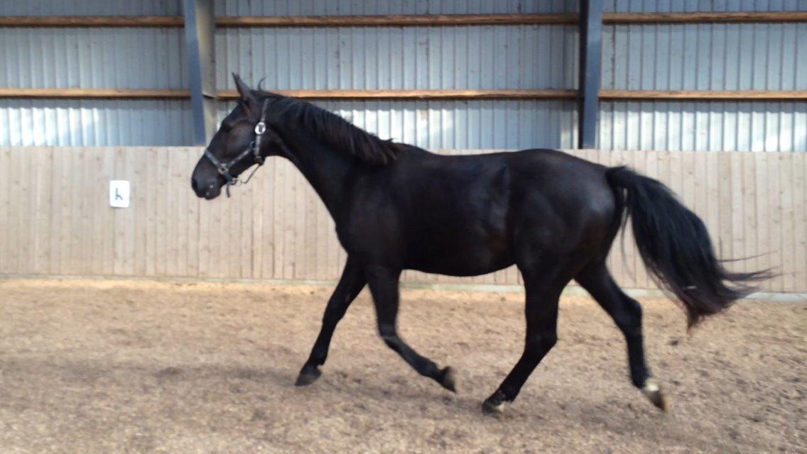 Oldenborg Hornbecks Crixus billede 16