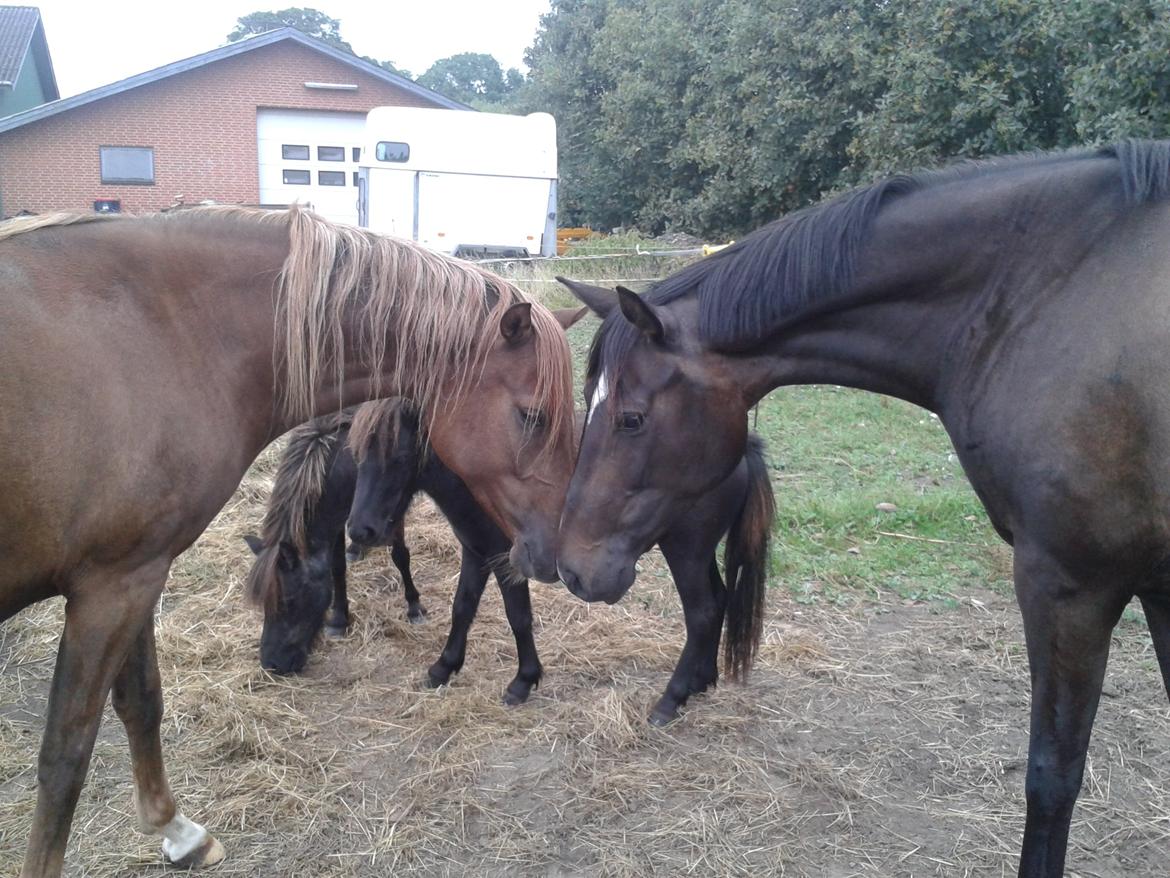Dansk Varmblod Miss Light - Miss og Enzo billede 2