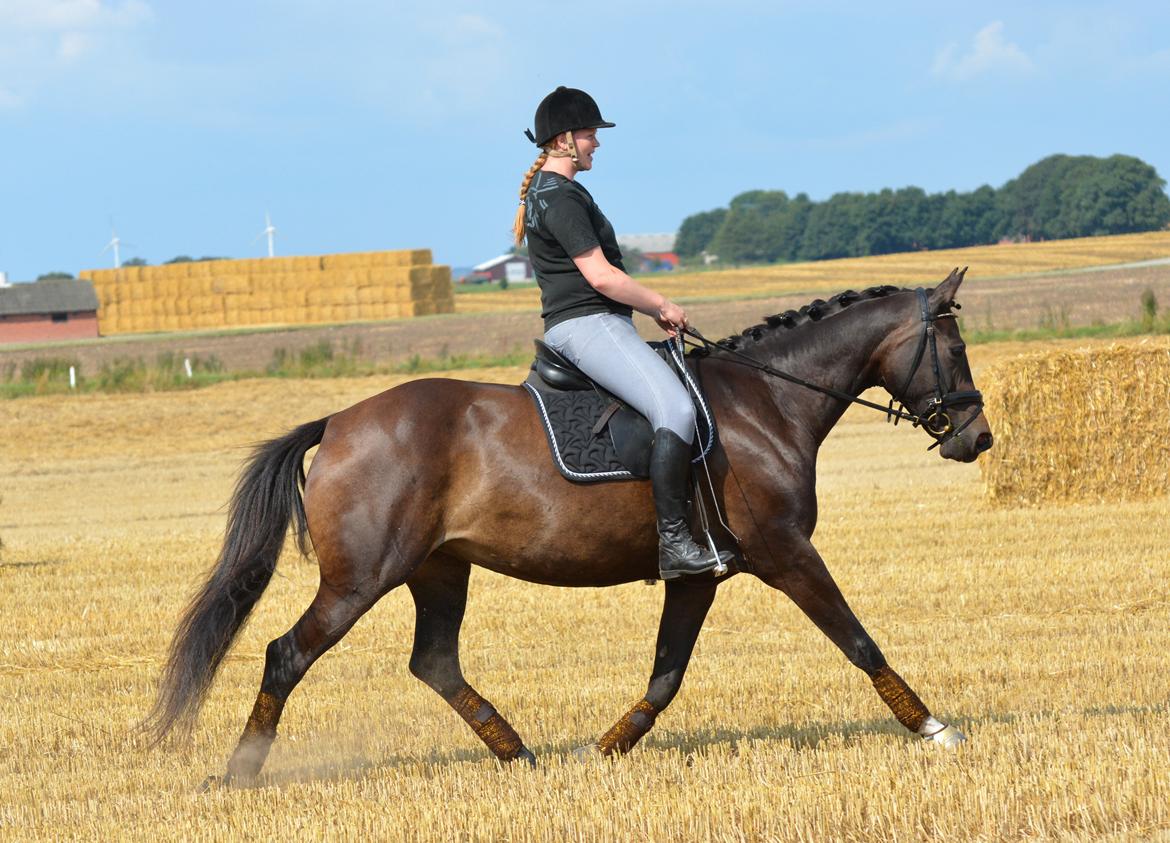Dansk Varmblod Miss Light - Taget af Sofia Fruerlund Banner billede 5