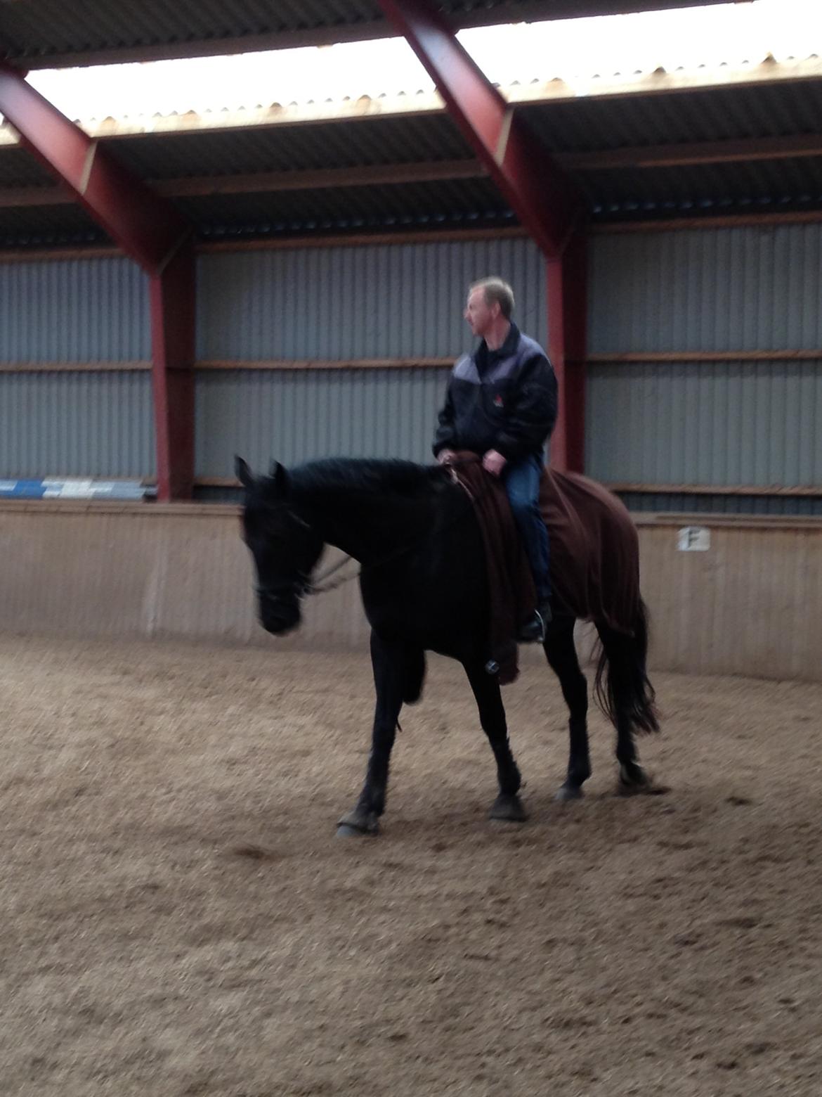 Dansk Varmblod Day-Lights Sniper billede 11