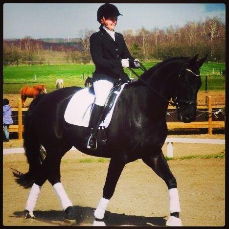 Dansk Varmblod Day-Lights Sniper billede 12