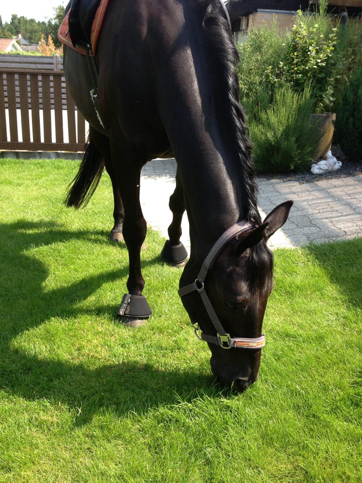 Dansk Varmblod Day-Lights Sniper billede 13