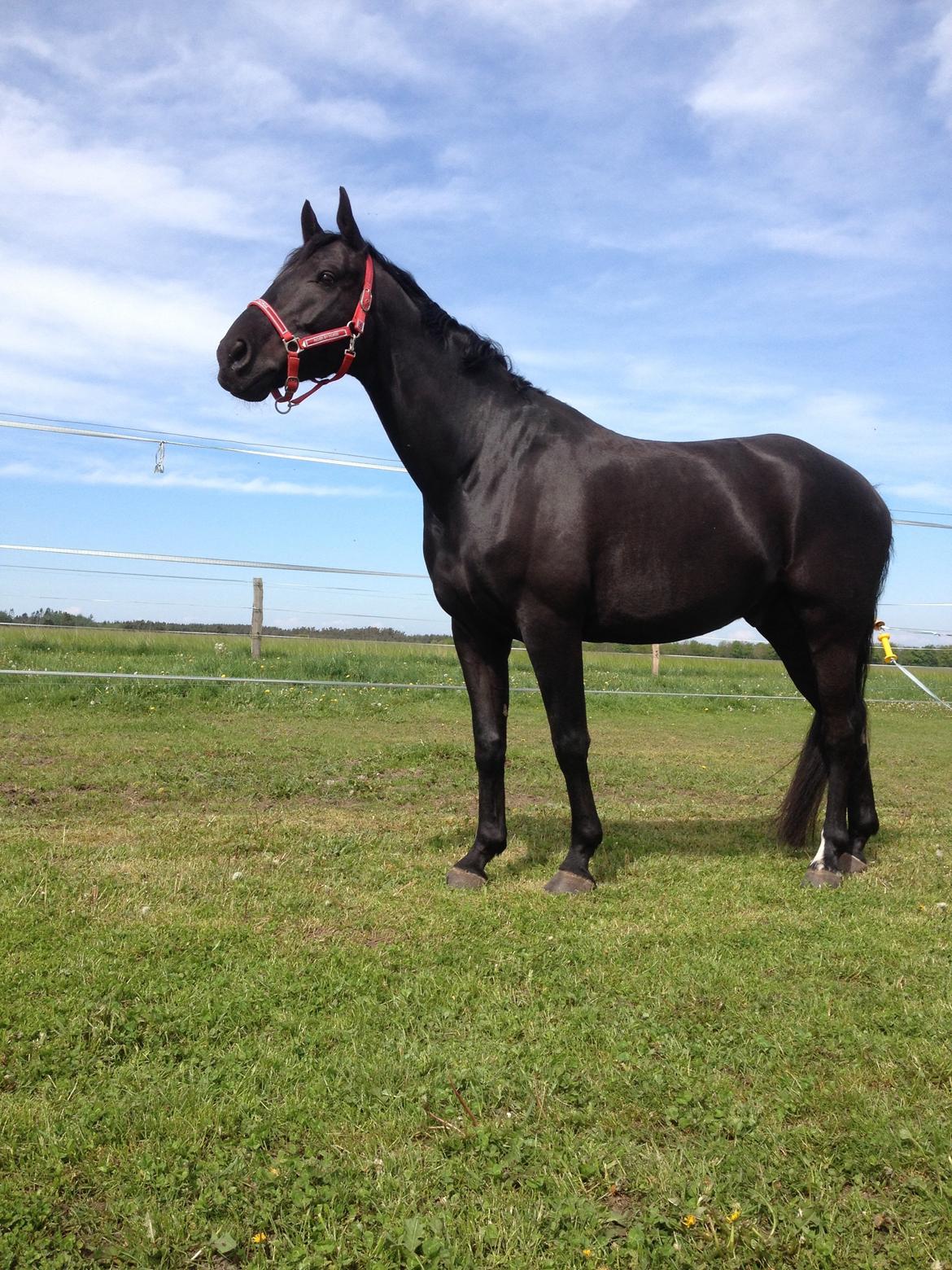 Dansk Varmblod Day-Lights Sniper billede 14