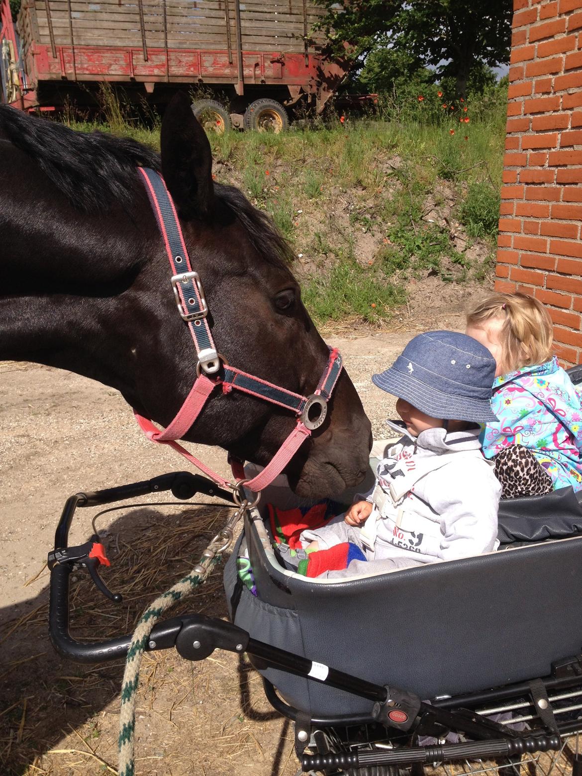 Dansk Varmblod Day-Lights Sniper billede 15