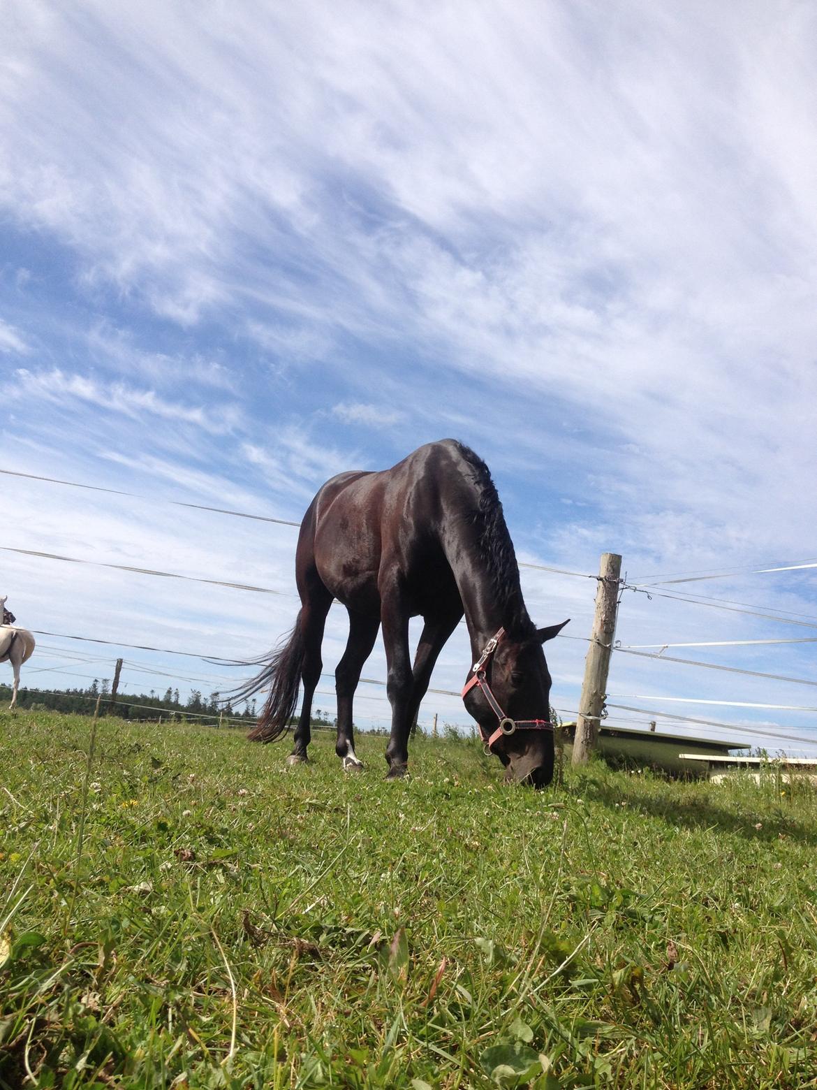 Dansk Varmblod Day-Lights Sniper billede 16