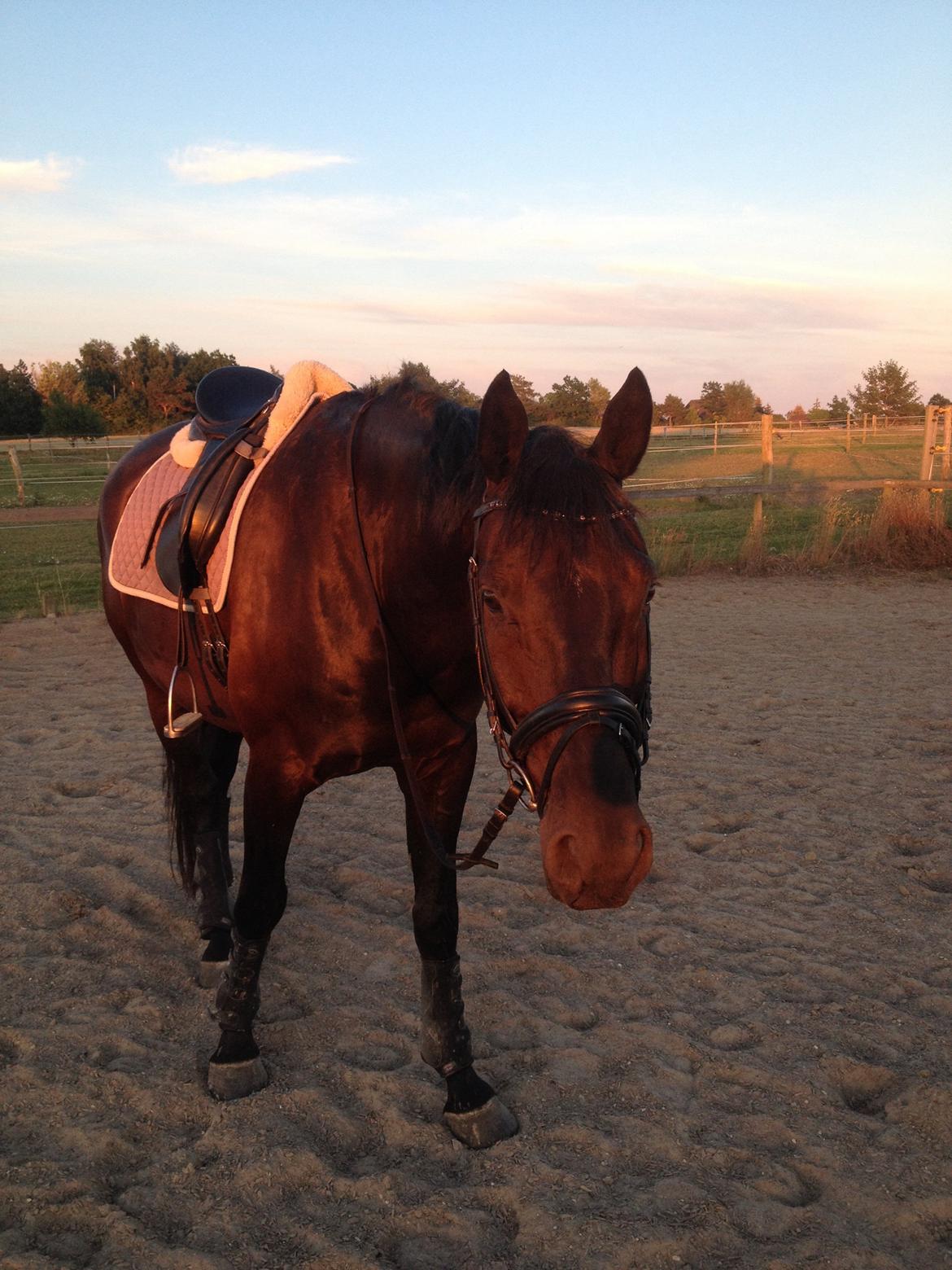 Dansk Varmblod Day-Lights Sniper billede 17