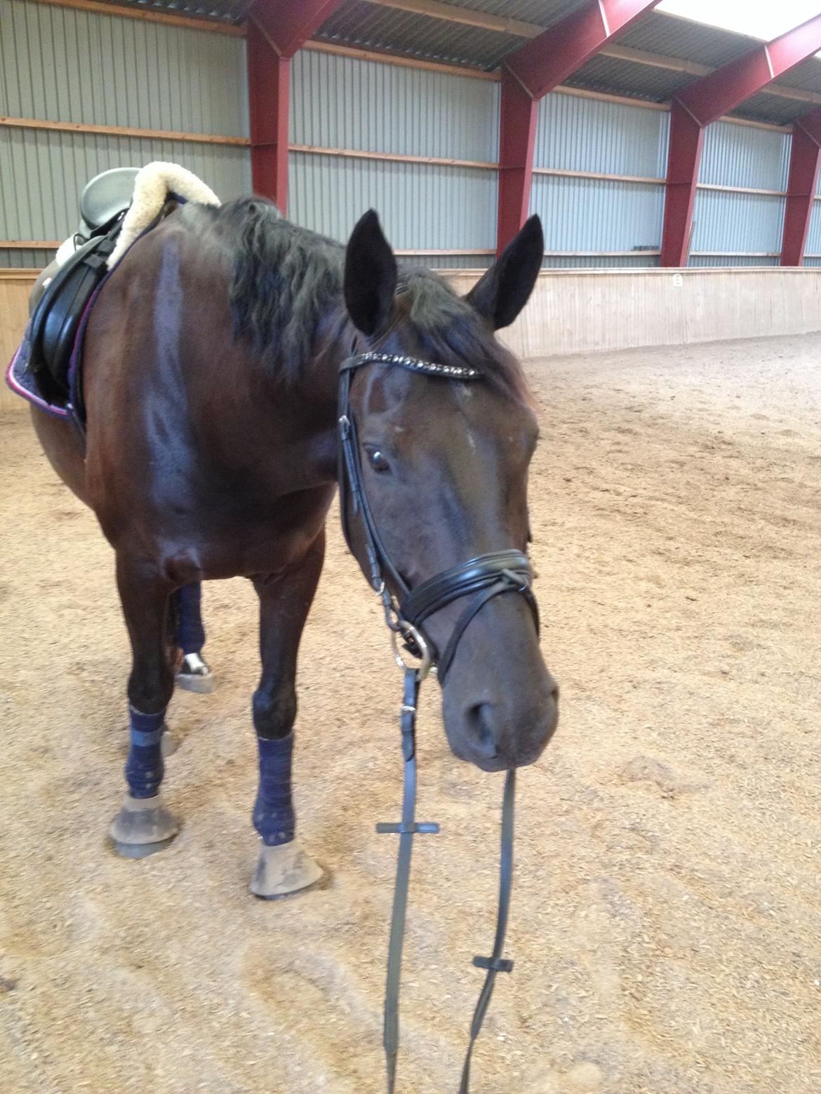 Dansk Varmblod Day-Lights Sniper billede 18