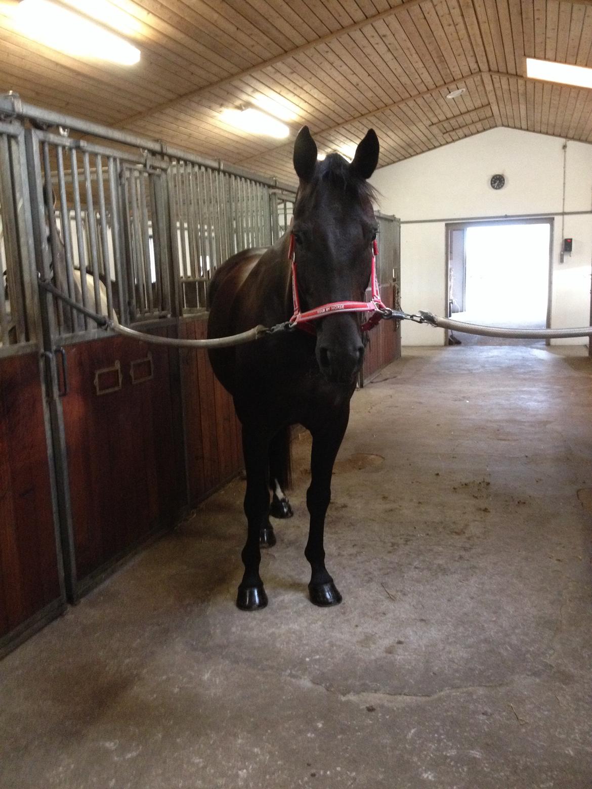 Dansk Varmblod Day-Lights Sniper billede 19