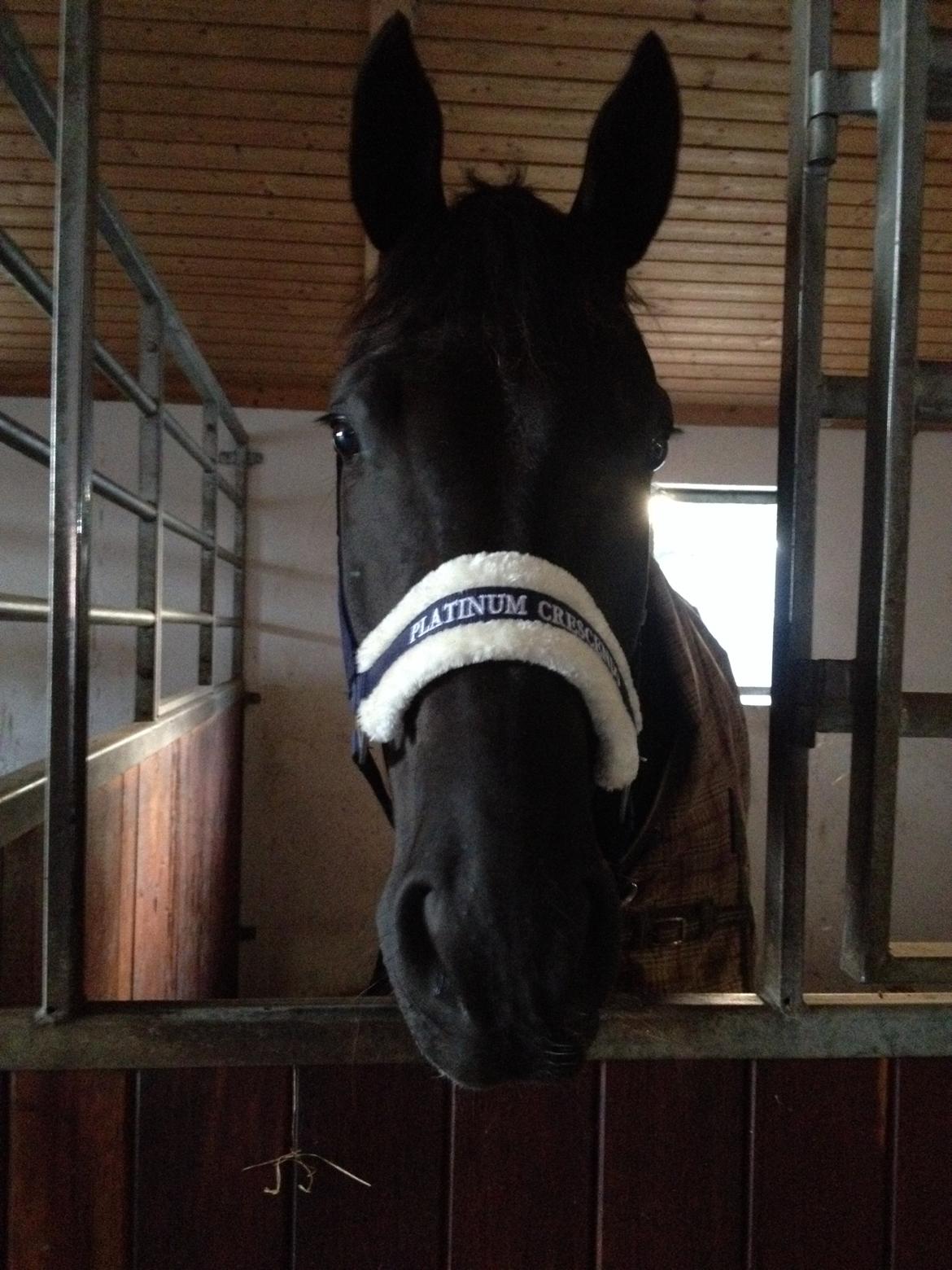 Dansk Varmblod Day-Lights Sniper billede 20