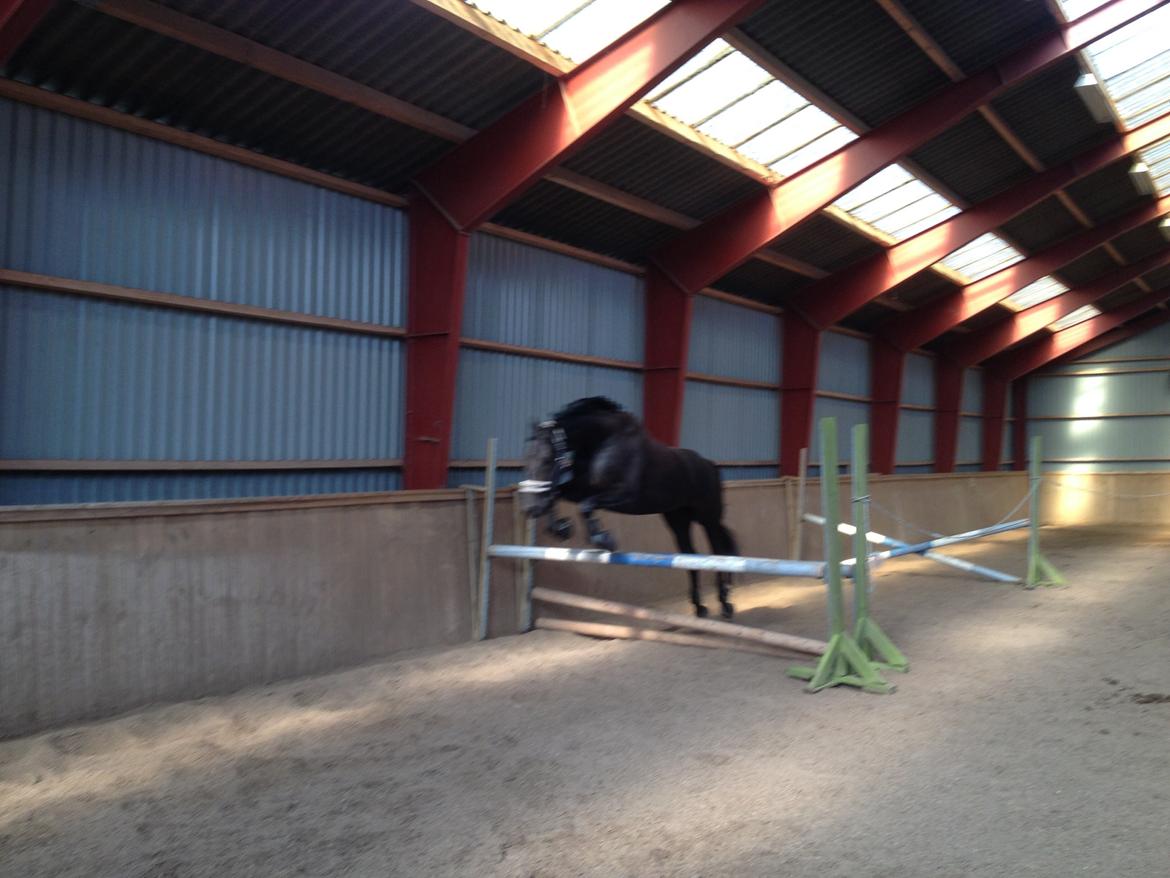 Dansk Varmblod Day-Lights Sniper billede 21