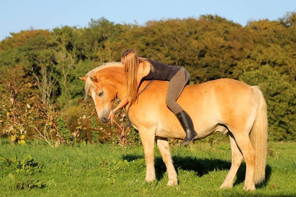 Haflinger Marko billede 10