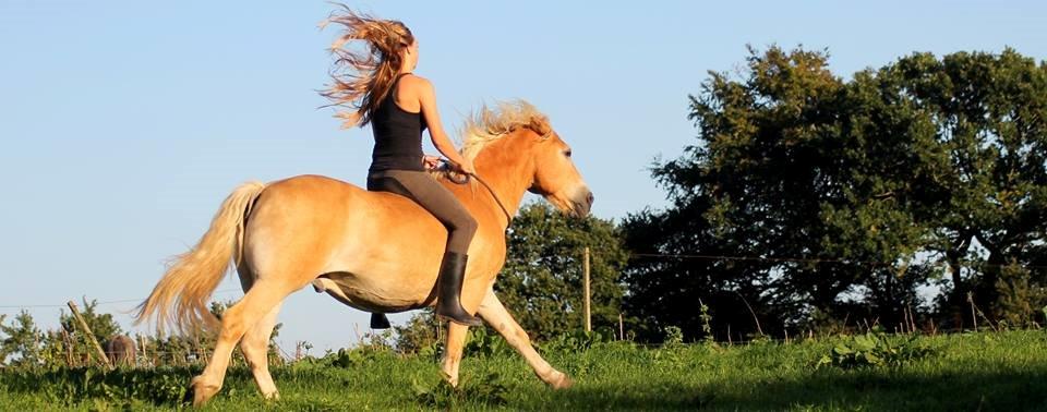 Haflinger Marko billede 14